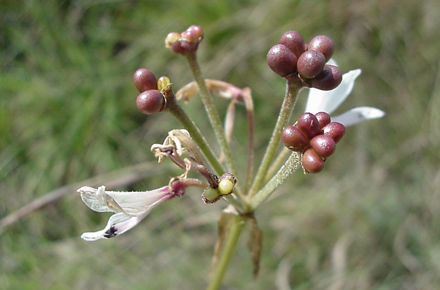 Nerine pancratioides in seed